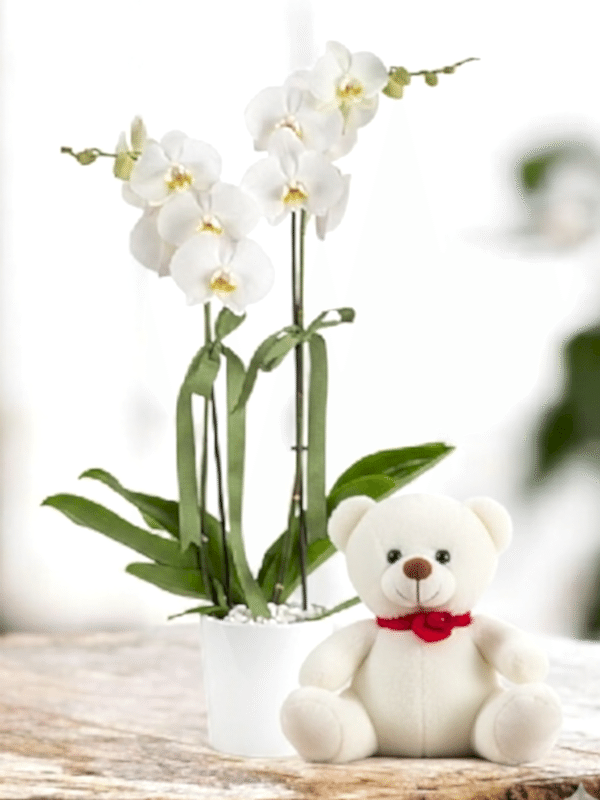  Alanya online çiçek - 2li Orkide ve Ayıcık