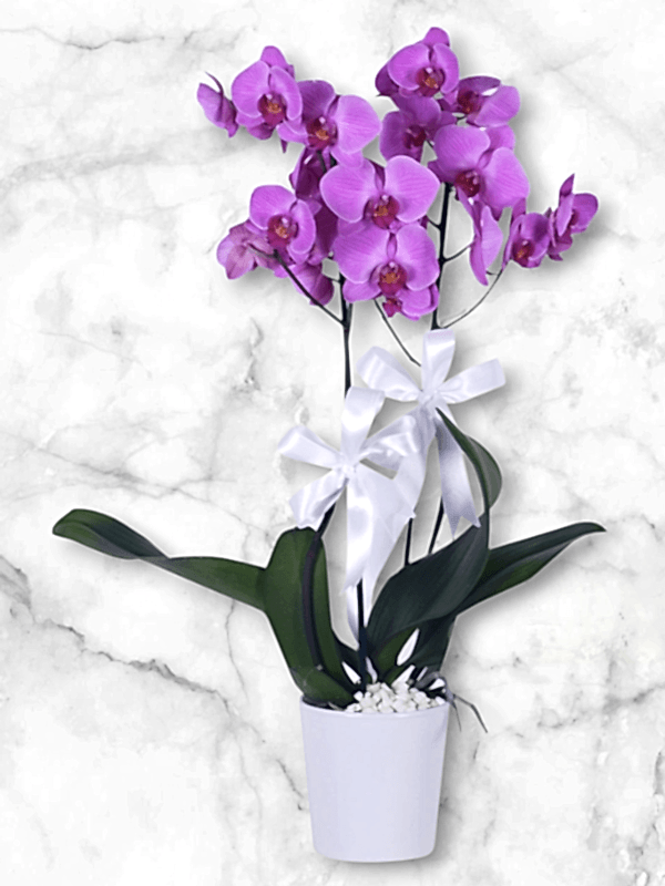  Alanya çiçek gönder - İkili Mor Orkide