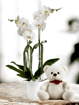  Alanya online çiçek - 2li Orkide ve Ayıcık